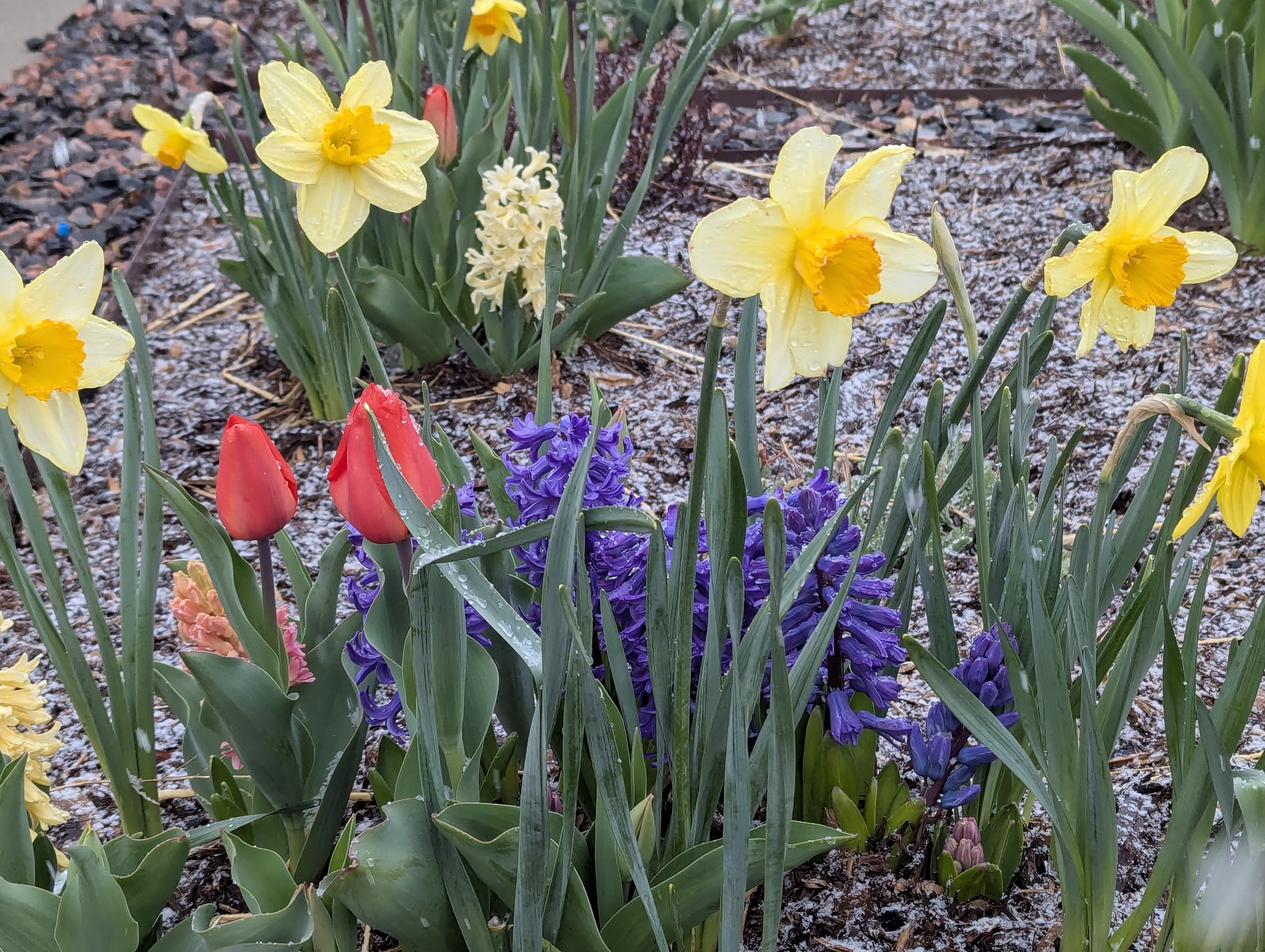 Hyacinth, Daffodils, Tulips, Morrison, Colorado